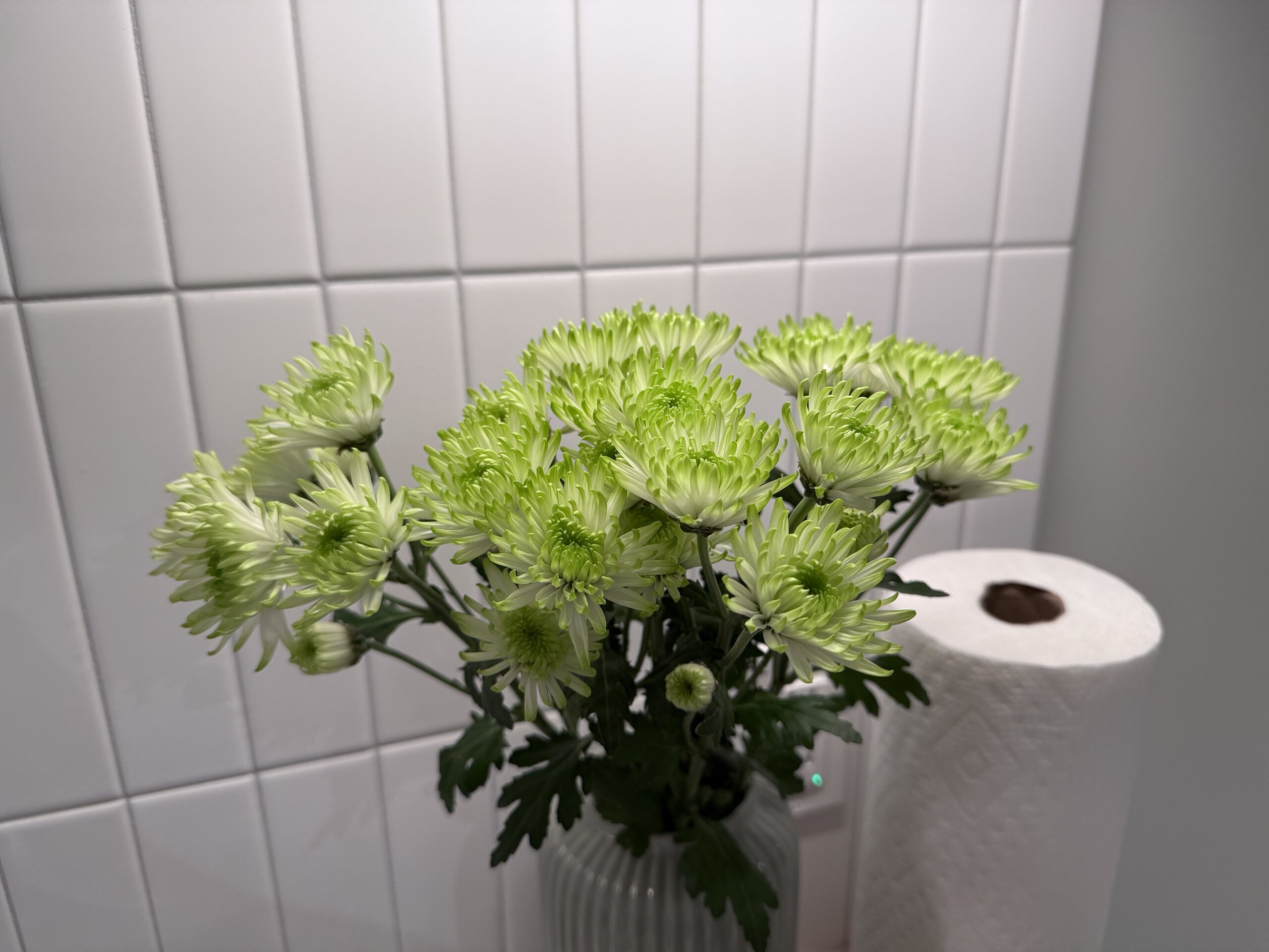 一束綠白相間的菊花插在花瓶中