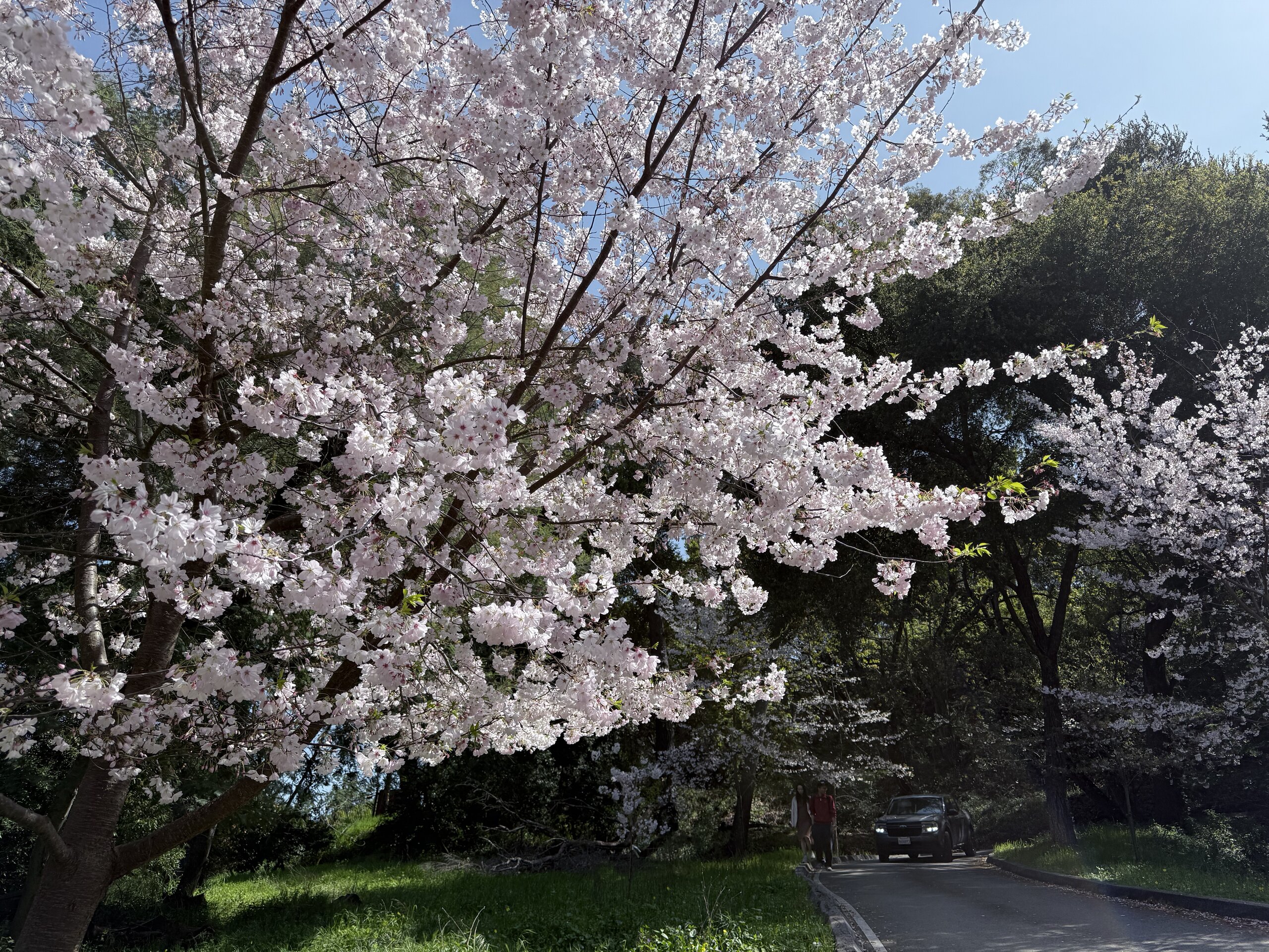 陽光普照下，盛開的櫻花樹在綠意盎然的公園內綻放，形成夢幻的粉色花海。