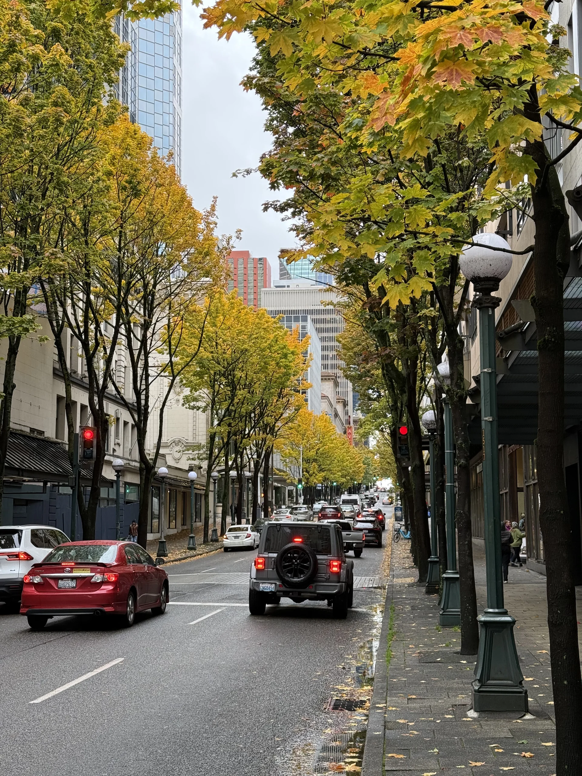 秋天的西雅圖街道,兩旁行道樹轉為黃綠色,車流行駛在濕潤路面上